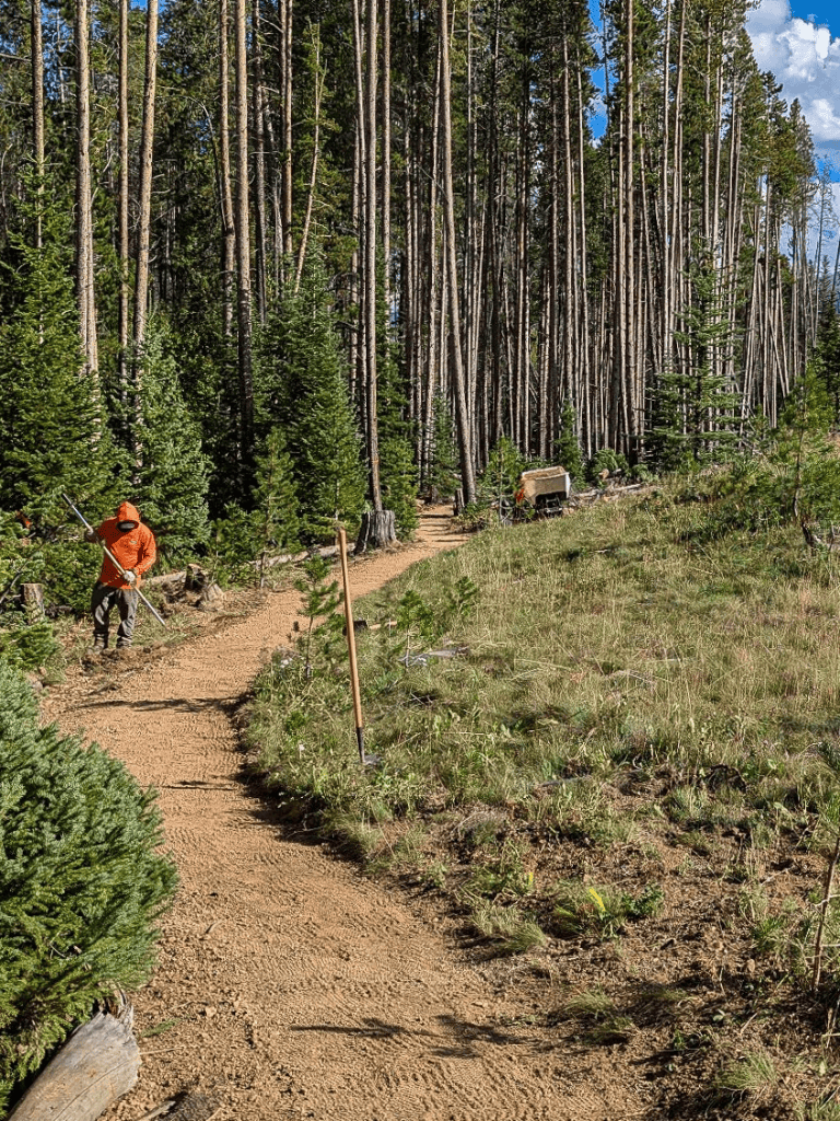 - Trail construction in a forest, worker leveling a dirt path with a rake.