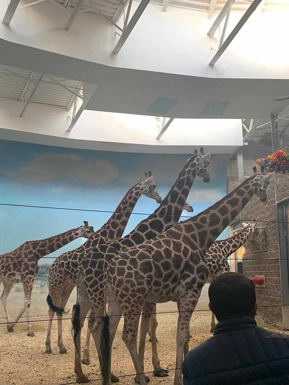 Giraffes exhibit inside a modern zoo with a high glass enclosure and a blue sky mural background.