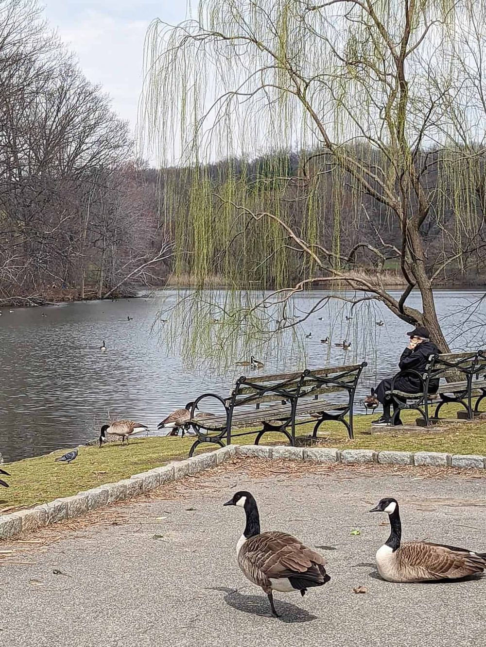 Serene park scene with ducks and geese by a pond, surrounded by trees and benches, perfect for outdoor relaxation and nature walks.