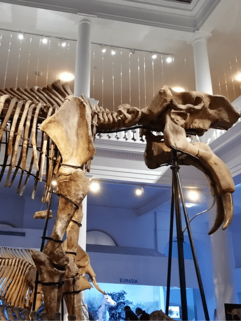 T. rex skeleton exhibit at QuestForDirections museum, showcasing prehistoric dinosaur fossils.