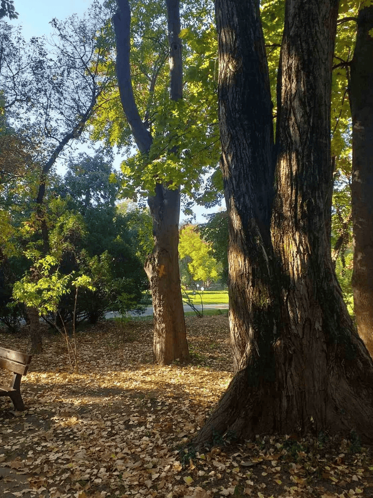 Vibrant park scene with large trees and autumn leaves on ground.