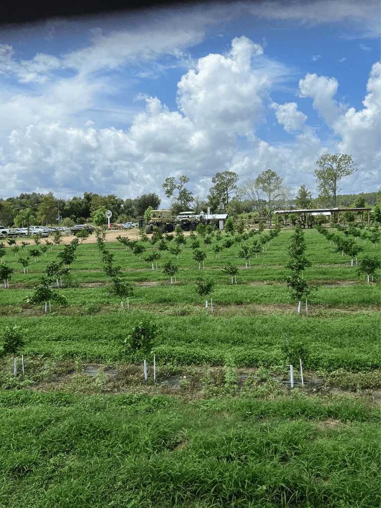 Lush young orchard trees in a green farm setting under a partly cloudy sky.