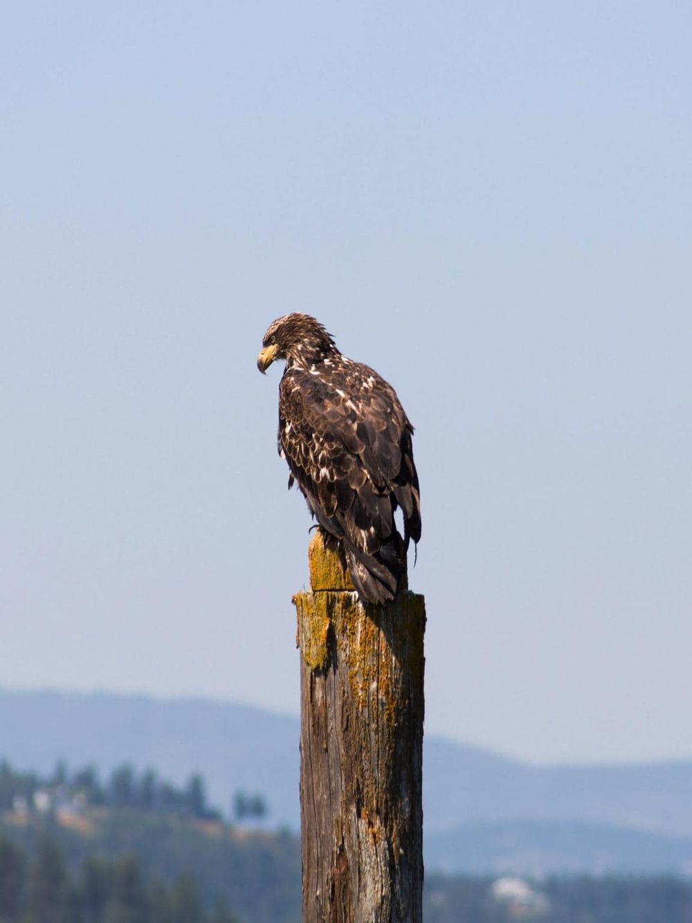 Majestic eagle perched on a weathered wooden post against a clear blue sky.