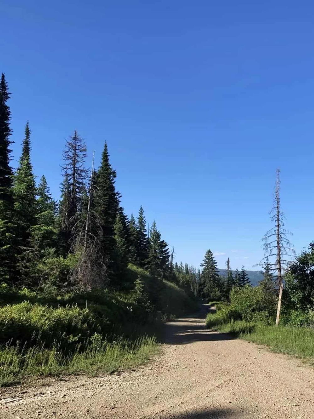 Serene forest trail with tall pine trees and clear blue sky, ideal for outdoor adventure and nature exploration.