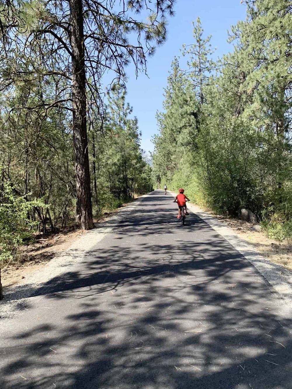 Scenic forest trail with children riding bikes through tall pine trees on a sunny day.