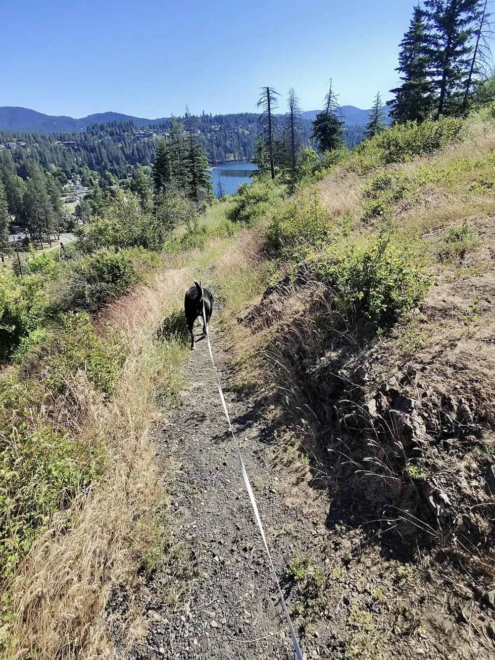 Serene hiking trail with dog overlooking a lake and forested mountains, perfect for outdoor adventure and nature exploration.