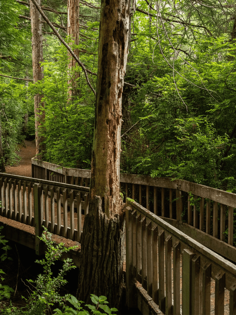 Serene forest trail with wooden bridge and lush green trees, ideal for nature walks and outdoor adventures.