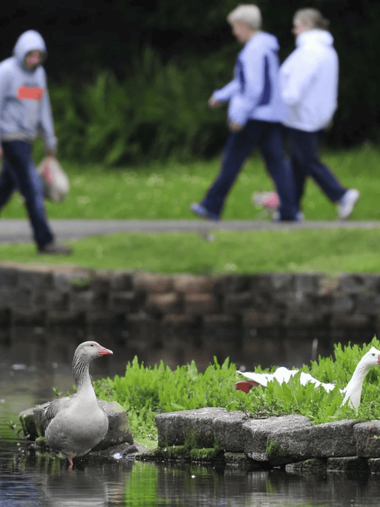 Geese near water with children walking in park background.
