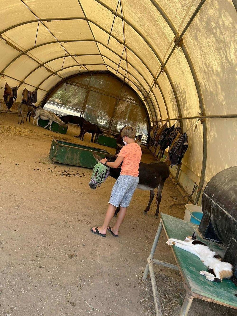 Horse rescue shelter, equine care, farm rescue, animal sanctuary, outdoor shelter with horses and cats, animal rescue environment, QuestForDirections.