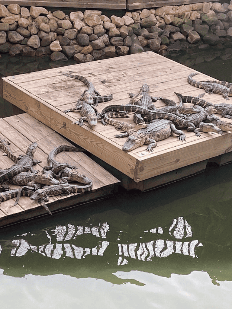 Alligator hatchlings basking on a wooden dock by the water, wildlife conservation, reptiles habitat.