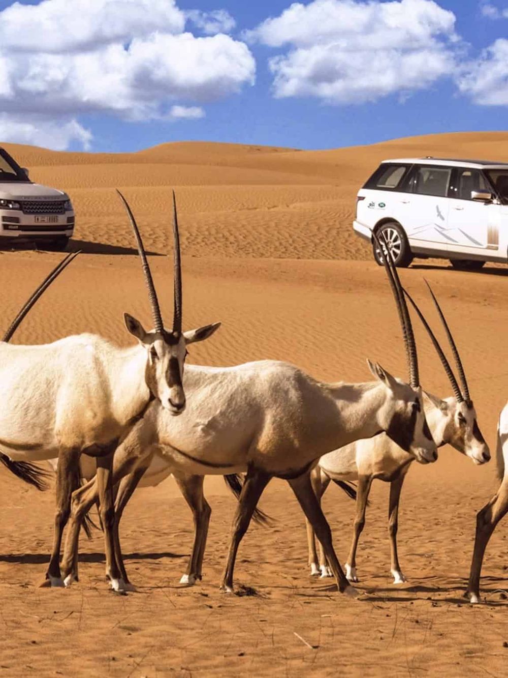 Antelope on desert sand dunes with parked cars in the background, exploring travel and adventure destinations.