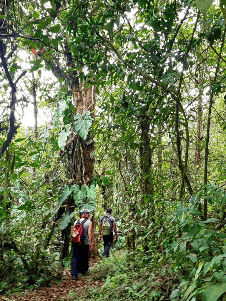 Lush tropical rainforest with hikers exploring the dense jungle trail.