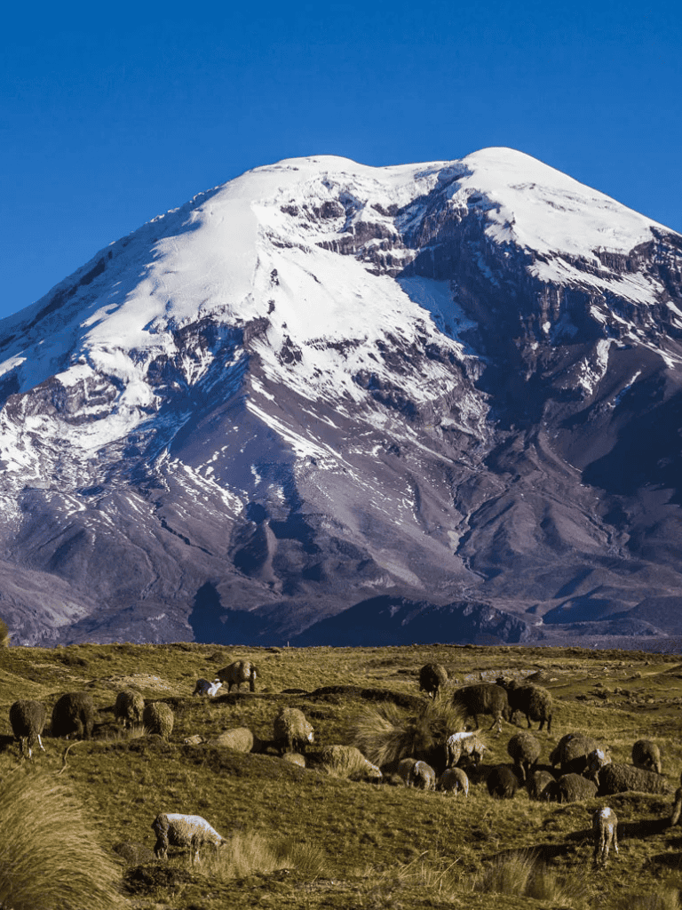 Snow-capped mountain with grazing sheep in foreground, stunning landscape, outdoor adventure, nature scenery.
