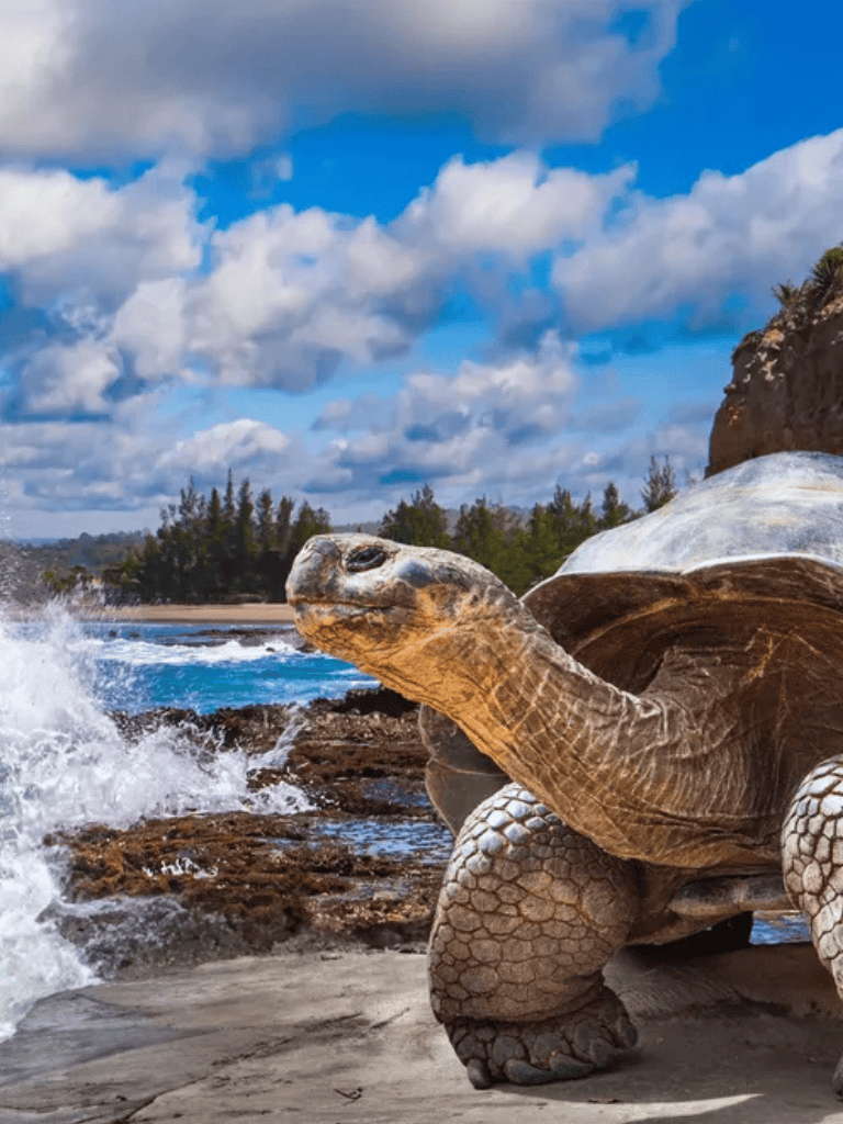 Majestic sea turtle resting on rocky shoreline with ocean and cloudy sky background.