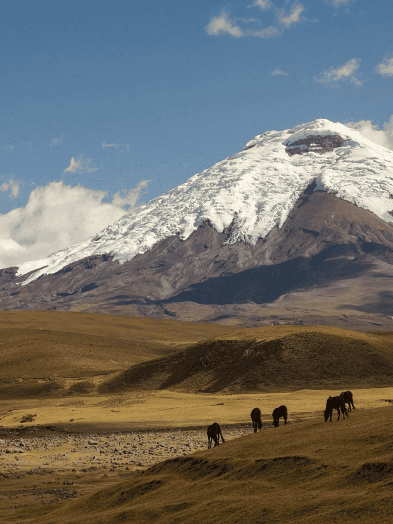 Snow-capped mountain with grassy plains and grazing horses, scenic travel destination in New Zealand, QuestForDirections.