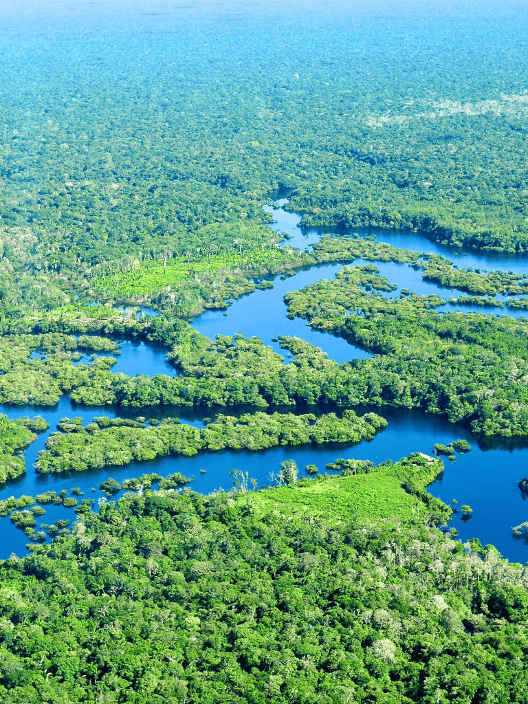 Lush green rainforest with winding blue rivers, vibrant natural landscape.