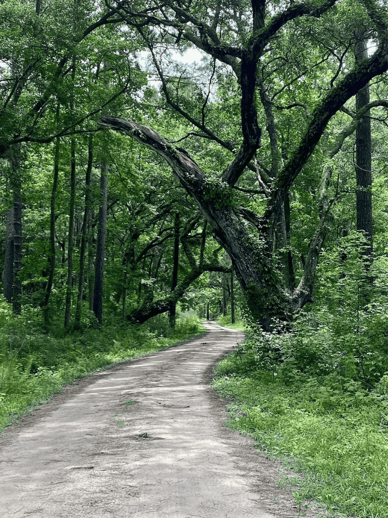 Overgrown trail with a bent tree in lush green forest scenery.