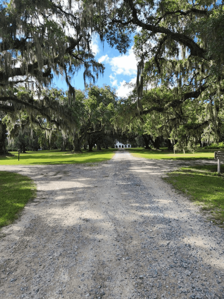 Tiger-free historic plantation home surrounded by moss-draped trees, peaceful green lawns, and scenic gravel driveway.
