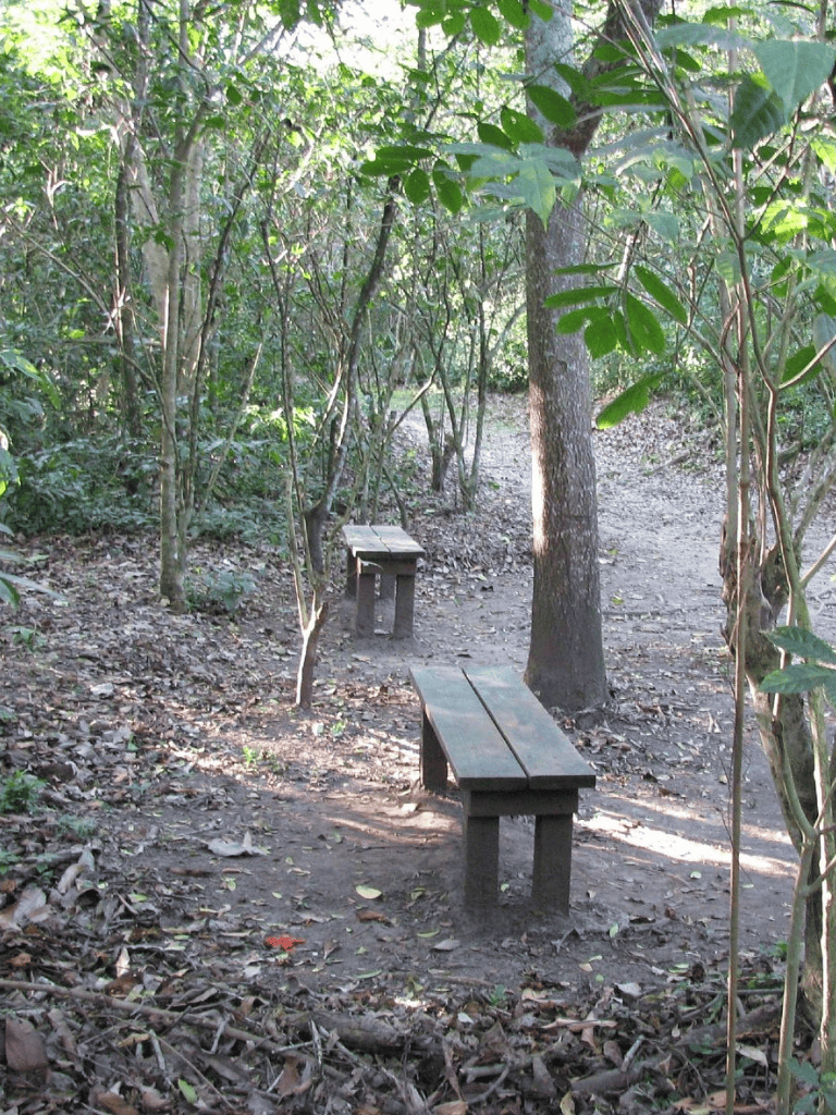 Secluded forest trail with benches for rest, surrounded by lush green trees and nature.