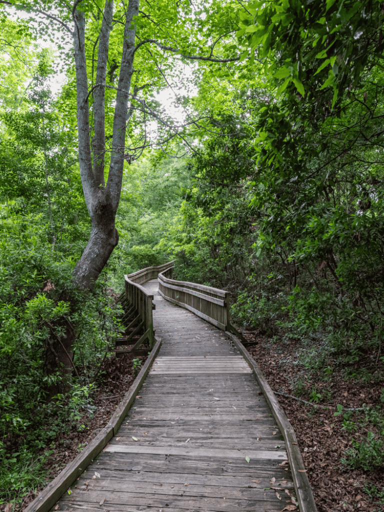 Serene forest trail with wooden walkway surrounded by lush greenery and tall trees for outdoor exploration.