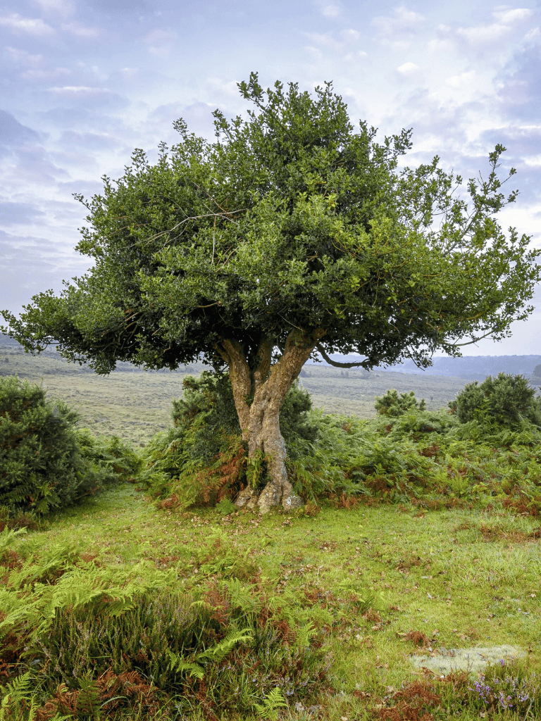 Vibrant green tree in a scenic natural landscape, ideal for outdoor photography and nature exploration.