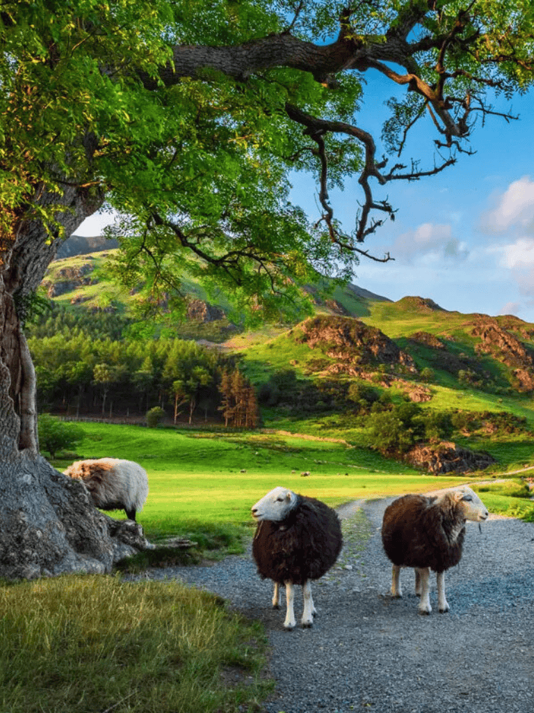Lush green landscape with sheep under a large tree in a scenic countryside setting.