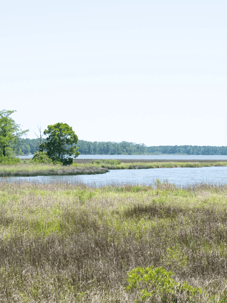 Swamp wetlands at QuestForDirections, nature, outdoor, scenic landscape, eco-tourism, wildlife habitat.