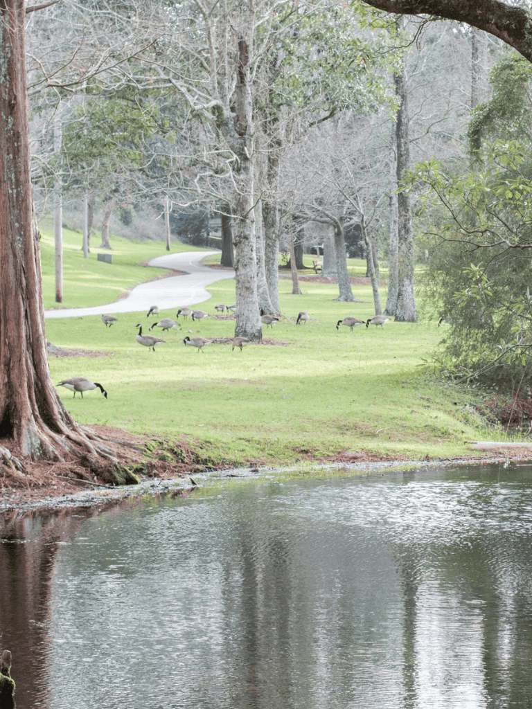 Geese by a pond in a lush green park, scenic outdoor nature escape for relaxation and wildlife watching.