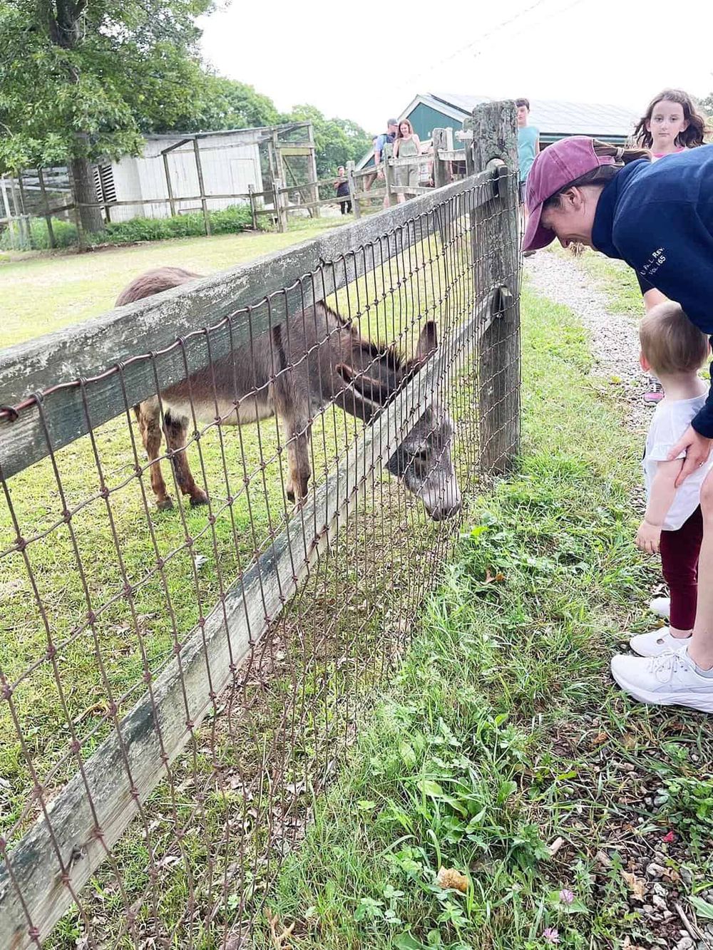 Donkeys at a farm, people feeding and interacting with animals, outdoor animal interaction, family-friendly farm visit, rural petting zoo, QuestForDirections.