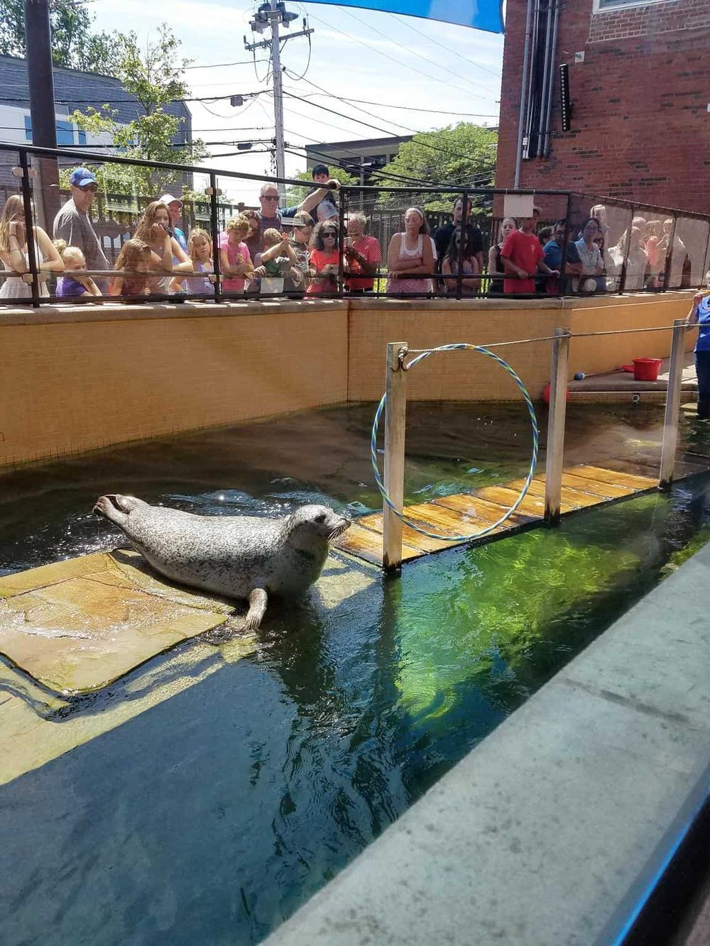 Sea lion performing at Quest for Directions wildlife exhibit, attracting visitors' attention.