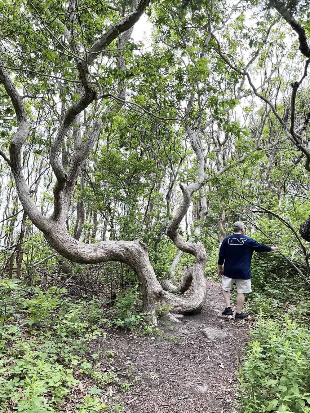 Winding forest trail with twisted trees and lush green foliage, ideal for nature walks and outdoor adventures.