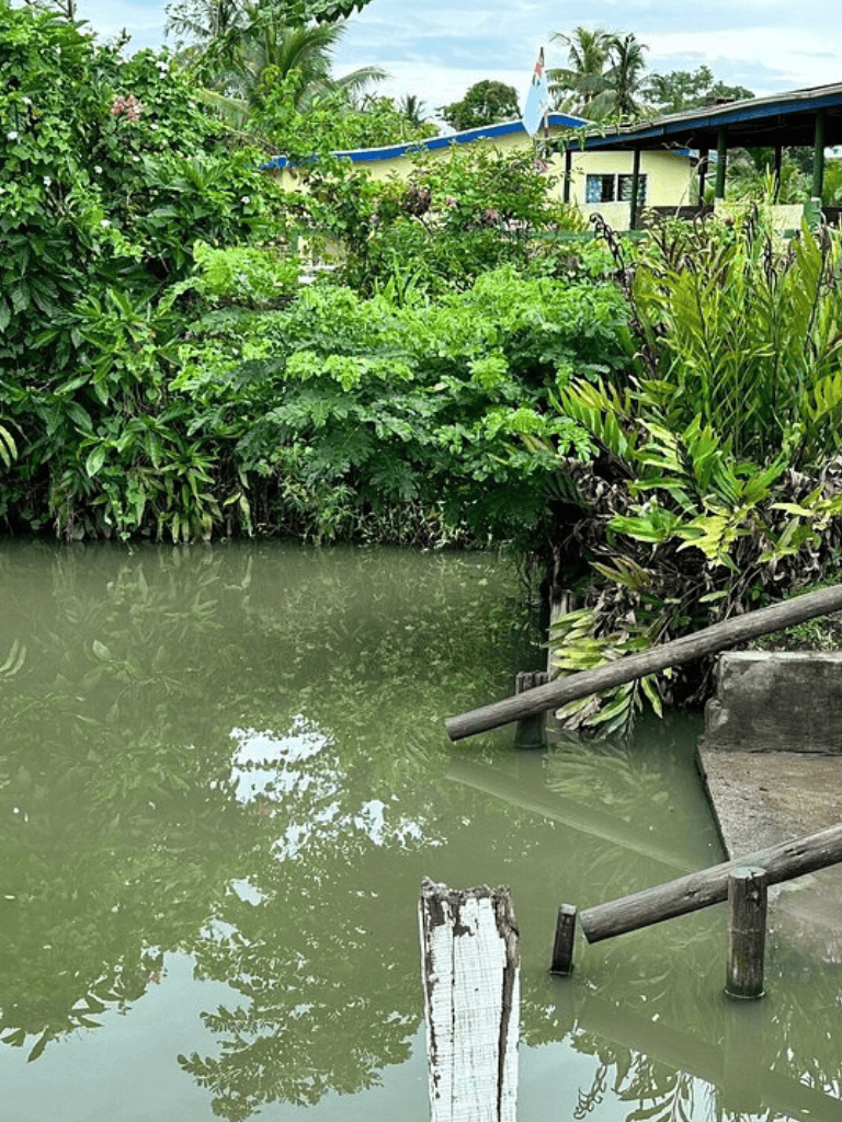 A lush green riverside scene with dense tropical foliage and a small water access point.