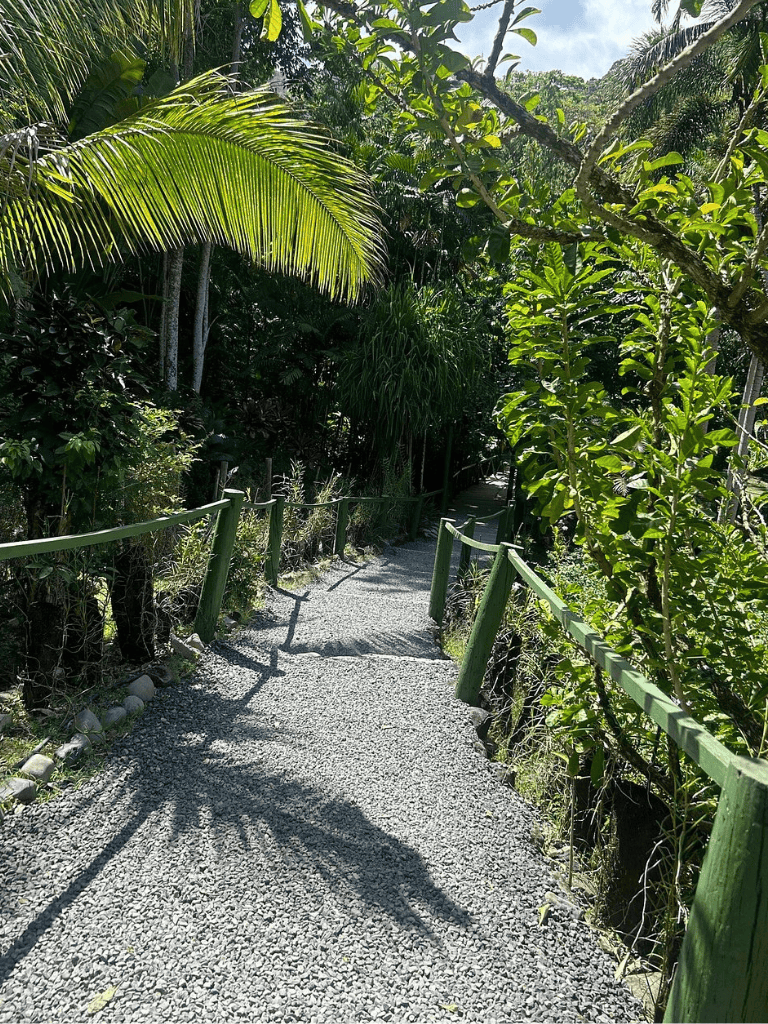 Lush jungle trail with greenery and tropical plants, peaceful nature walk path.