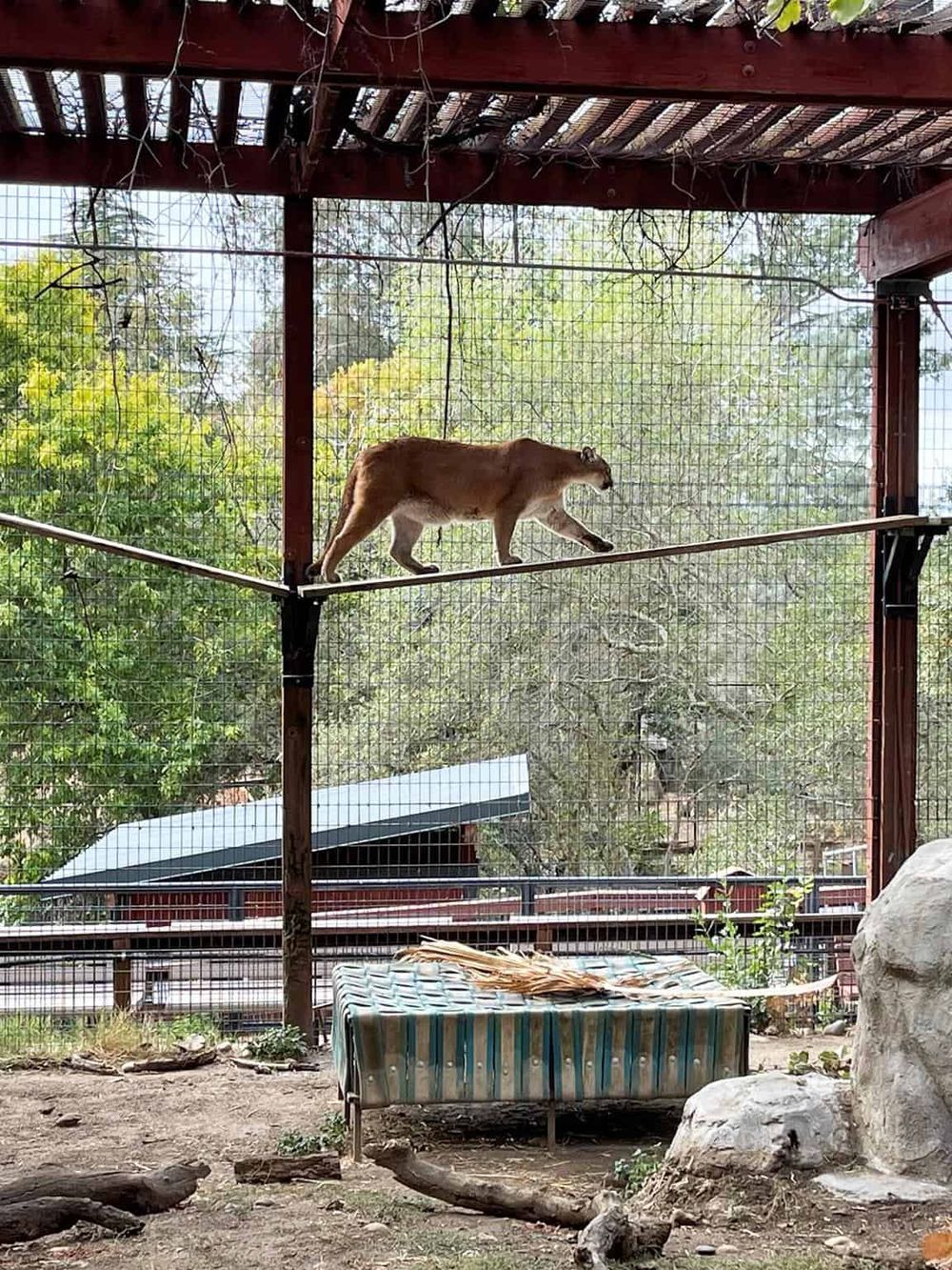 Lion on a balance beam in zoo enclosure, children-friendly wildlife adventure, animal exploration, family outdoor activity.