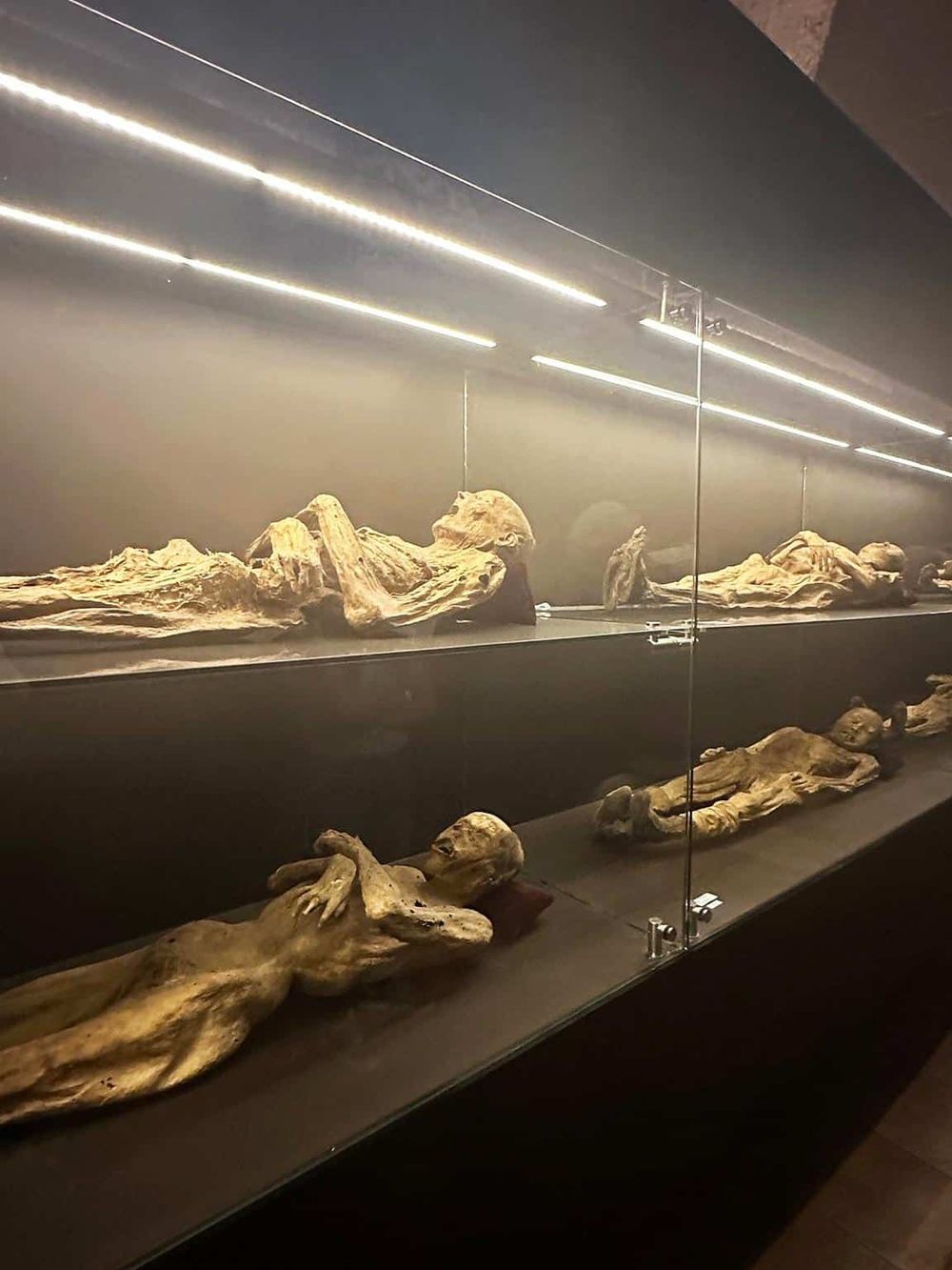 1. Ancient mummified figures displayed in glass case at QuestForDirections museum.