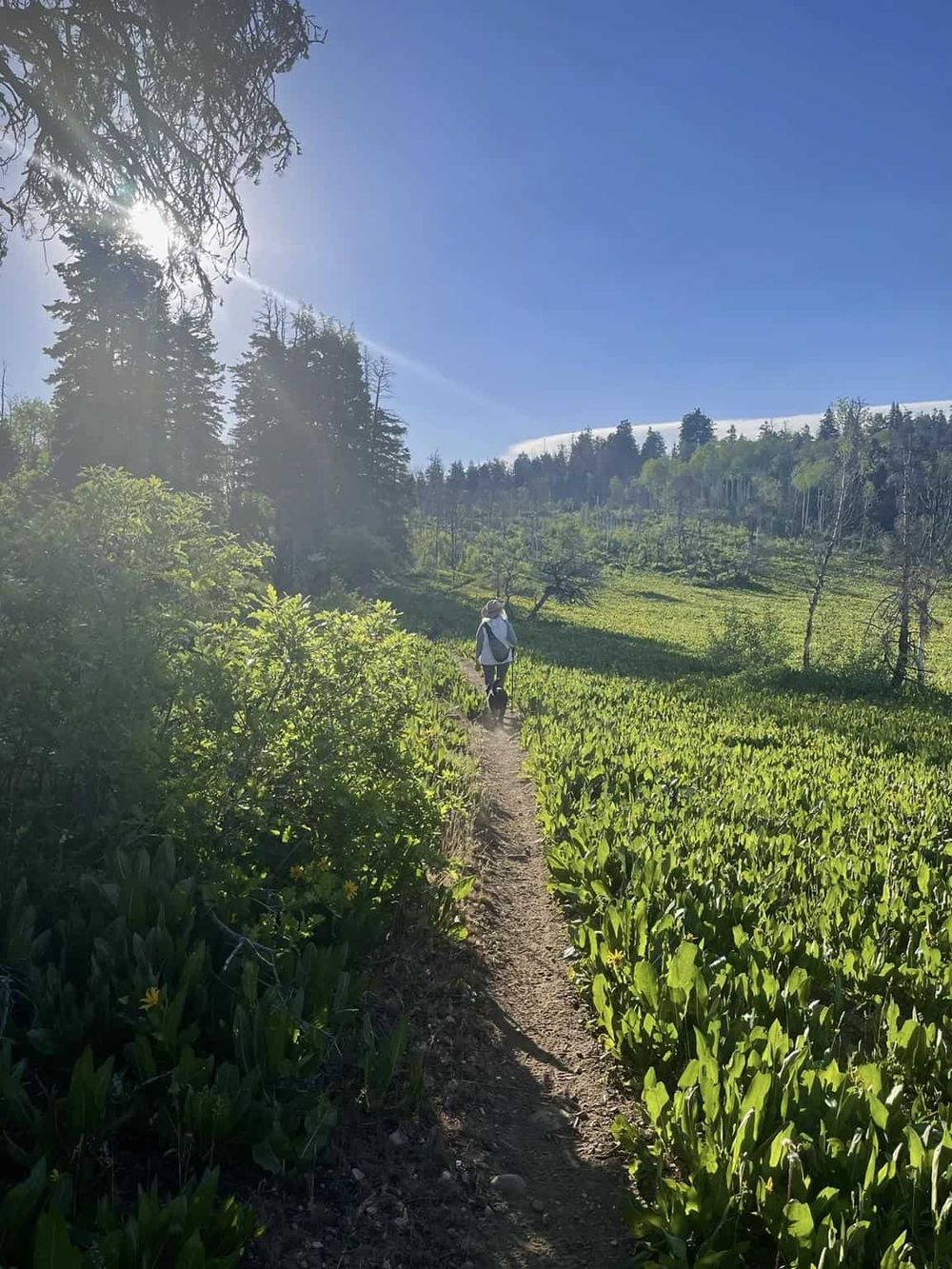 1. Sunlit nature trail in lush green forest with hiker and dog.