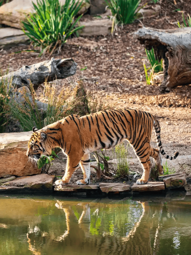 1. Tiger walking near water in zoo or wildlife sanctuary.