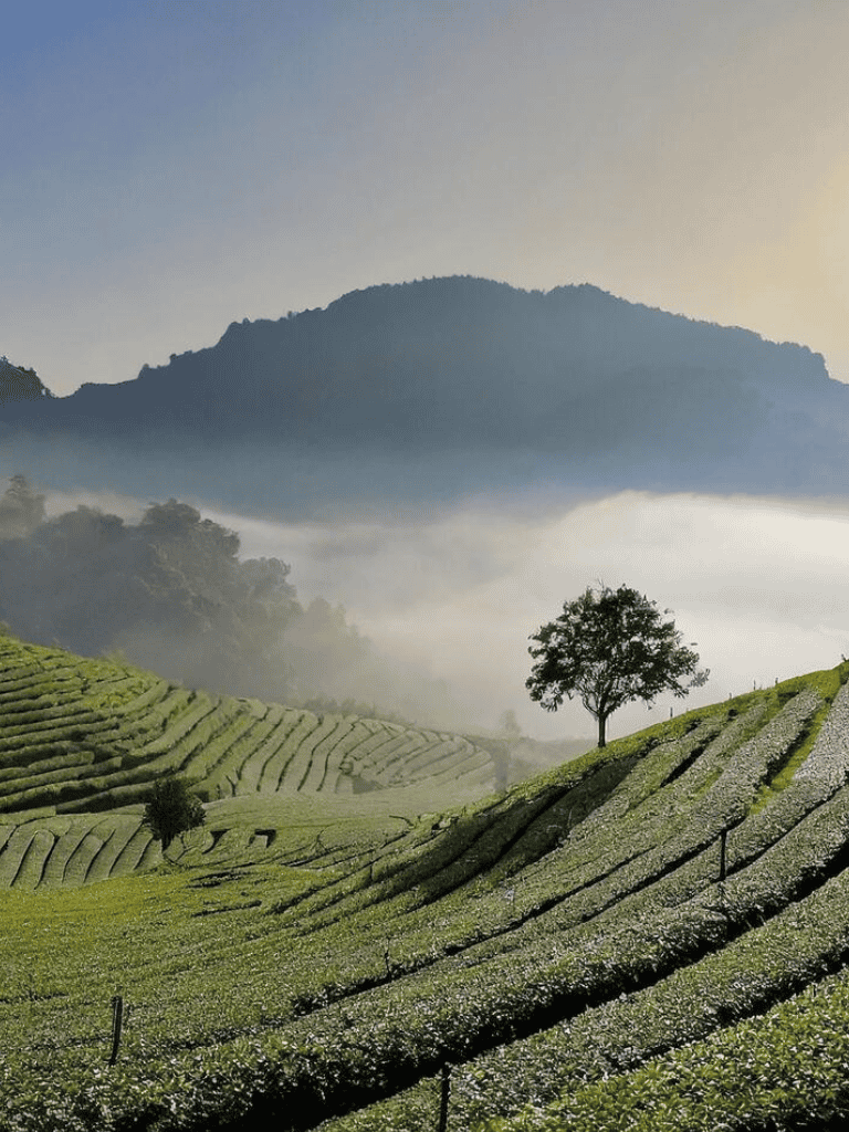 Lush tea plantations on rolling hills with misty mountains in the background, scenic landscape for travel and nature exploration.