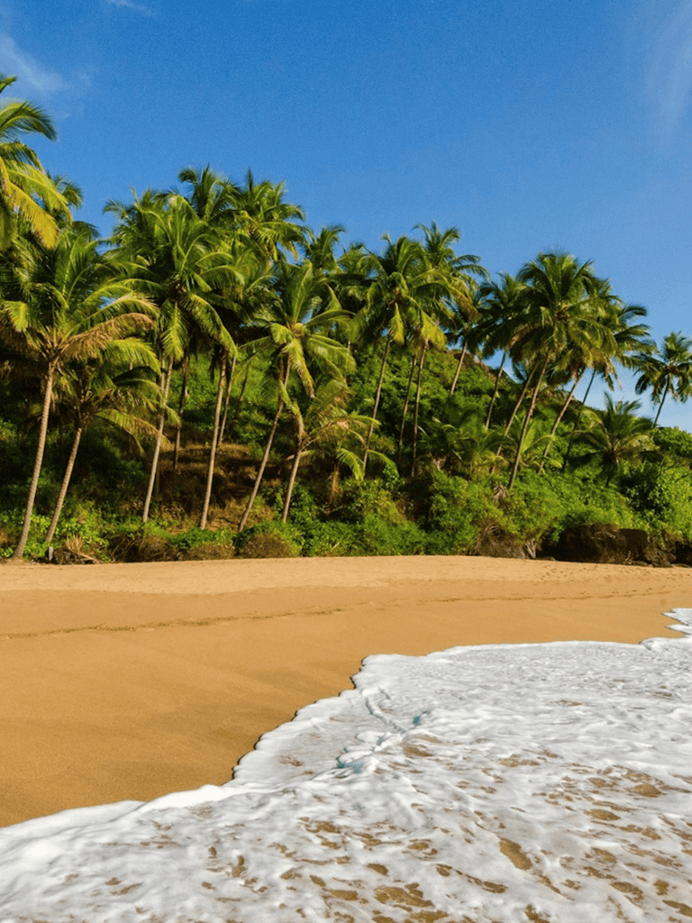 Tropical beach with palm trees, sandy shore, and ocean waves, ideal for travel and adventure.