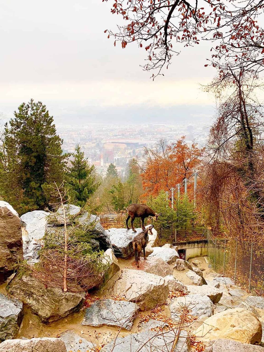 Colorful autumn nature scene with goats on rocky trail overlooking cityscape, perfect for outdoor adventure and hiking enthusiasts.