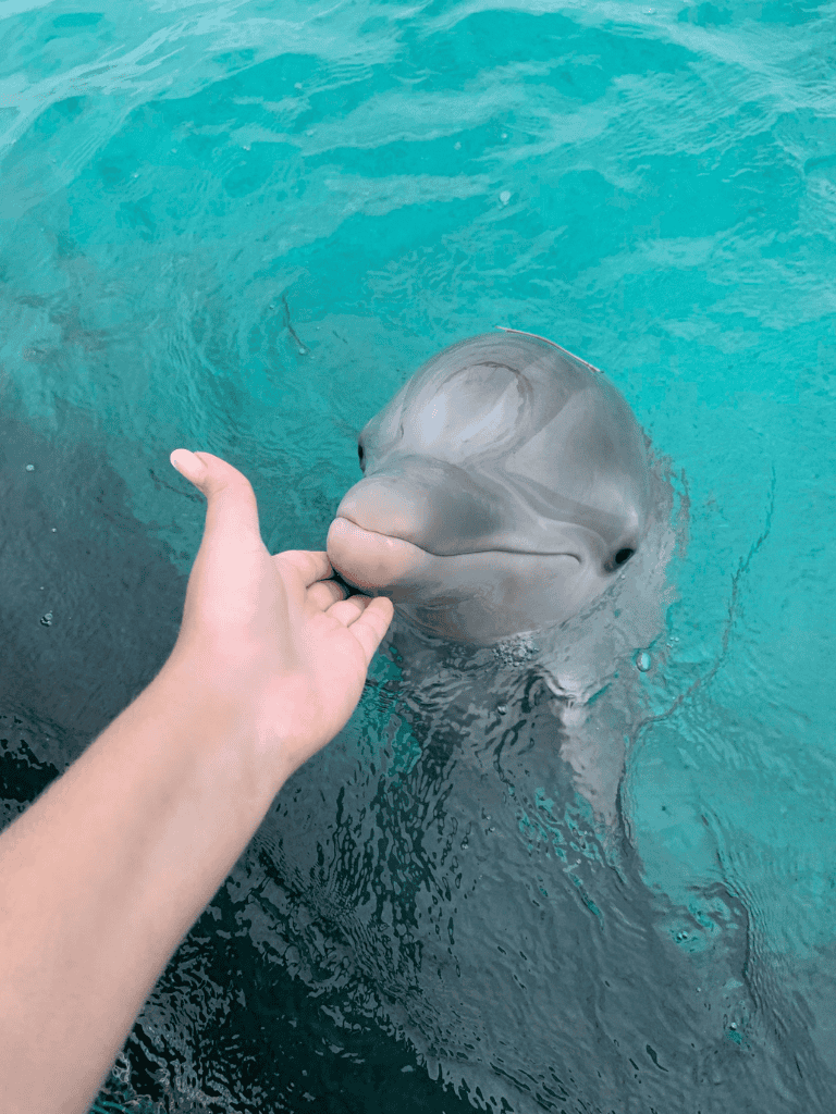 Playful dolphin interacting with a person's hand in clear turquoise water, showcasing marine wildlife encounters.