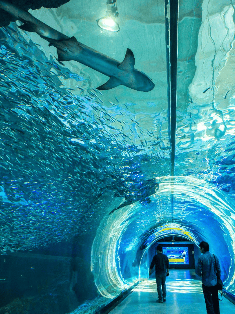 Colorful underwater tunnel with sharks and marine life at Quest for Directions aquarium.