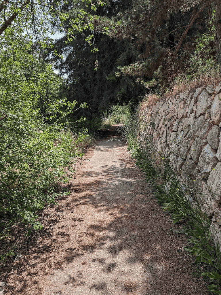 Overgrown forest trail with stone wall on right side, shaded path, scenic nature walk, outdoor exploration, hiking trail, nature photography, tranquility, adventure, wilderness, outdoor activity.