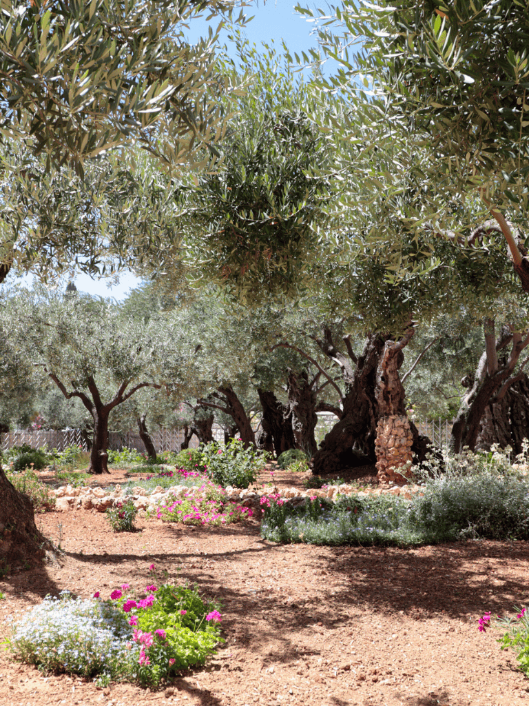 Ancient olive trees and colorful flowers in a sunny garden, showcasing natural beauty and tranquility.