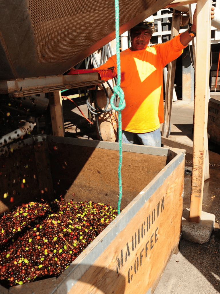 Ripe coffee cherries being harvested at Washington Coffee farm in a wooden container.