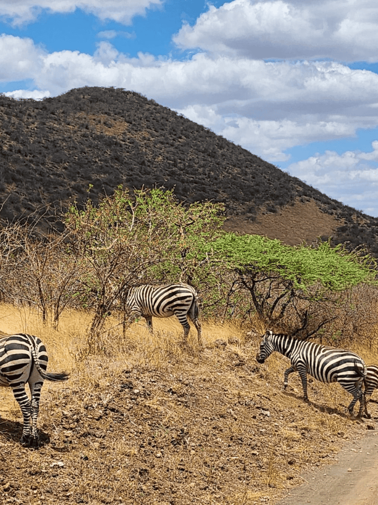 African zebra grazing in dry savannah landscape with hills and cloudy sky.