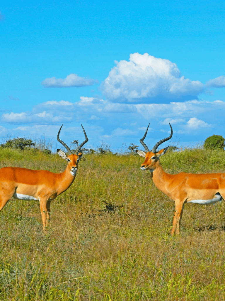 Majestic antelopes with curved horns in open grassland under blue sky, wildlife safari destination.