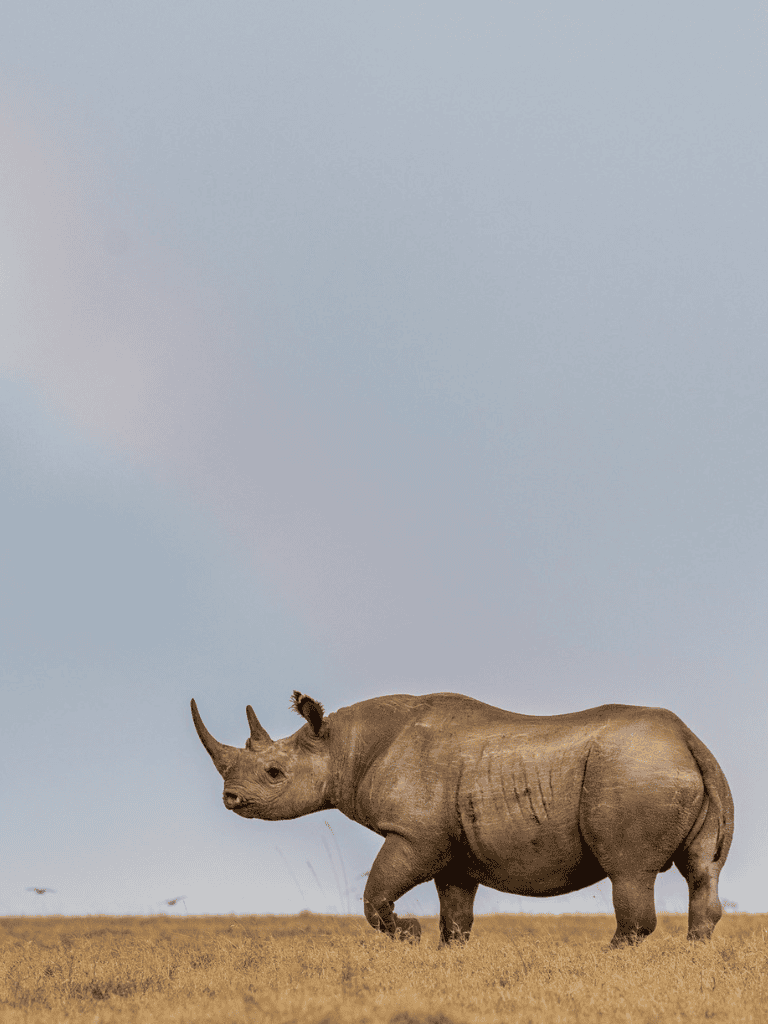 Rhinoceros walking in savannah with clear sky, wildlife, Africa safari, nature conservation, big animal.