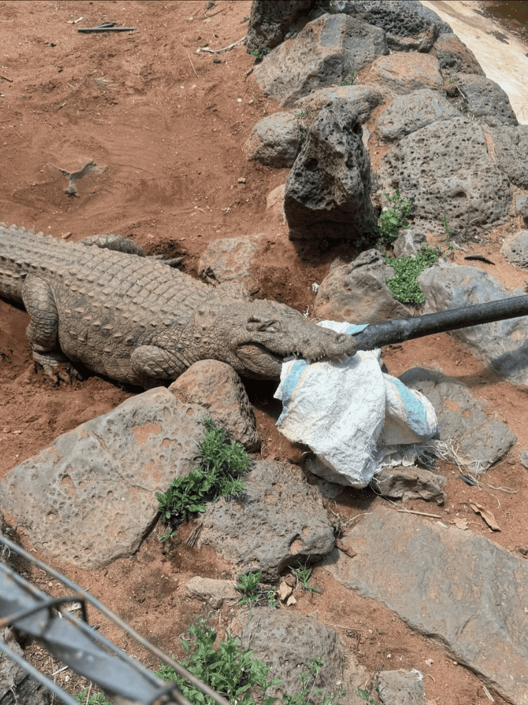 Crocodile lying on rocks, eating a piece of cloth in a zoo enclosure.