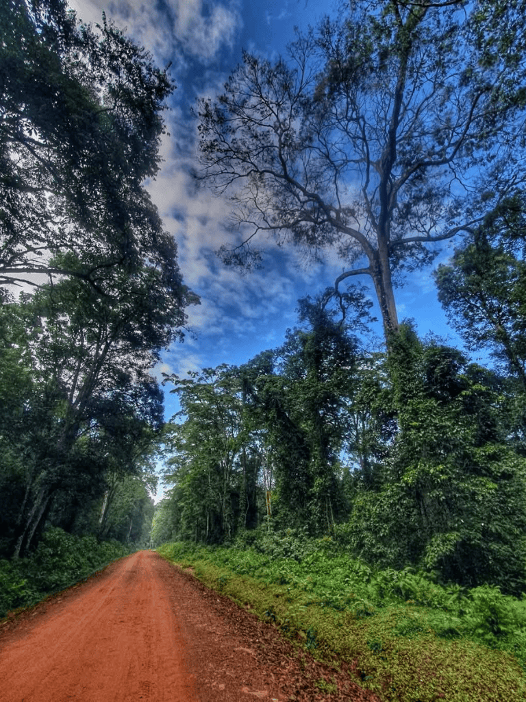 Serene forest trail with lush greenery and tall trees under a vibrant blue sky.